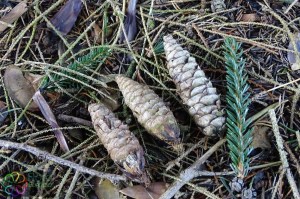 abies pinsapo (2).jpg_product